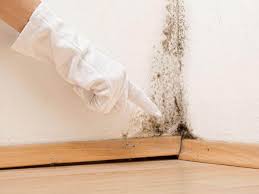 Professional Mold Inspection in Hampton Manor, NY